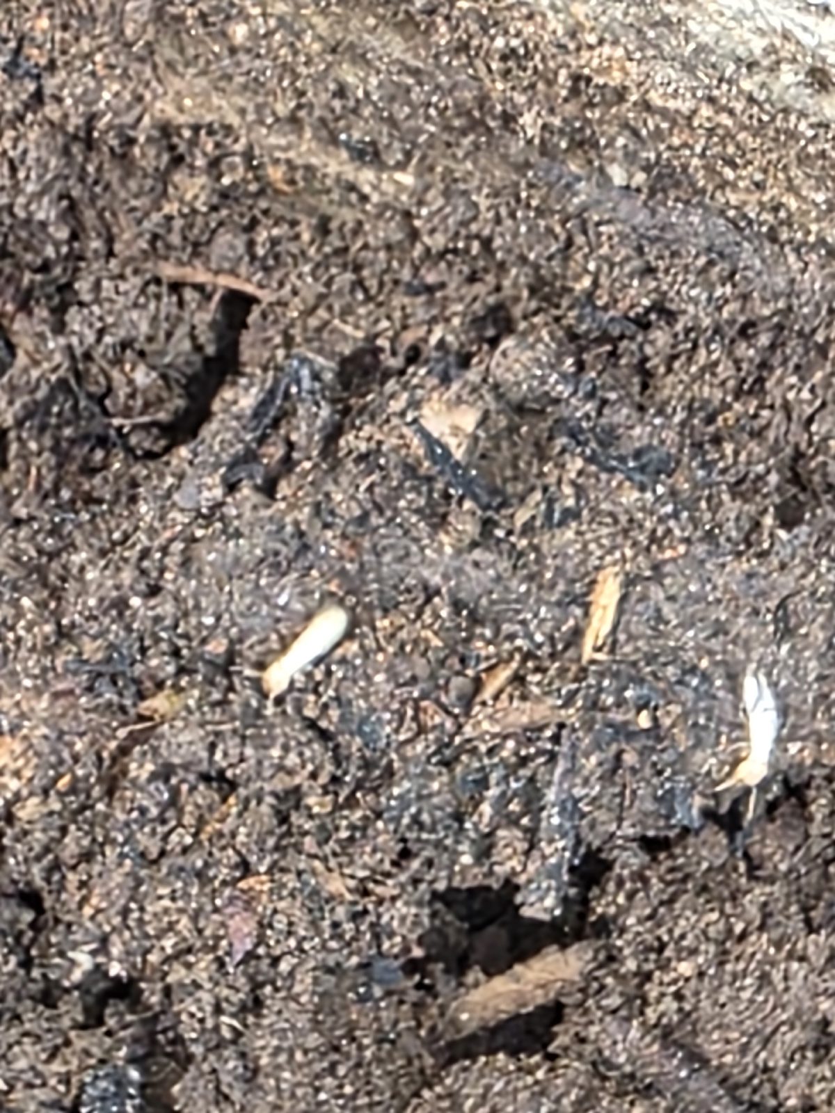 Termitas vivas en tierra húmeda y mulch junto a un cimiento