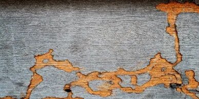 Termite damage in wood