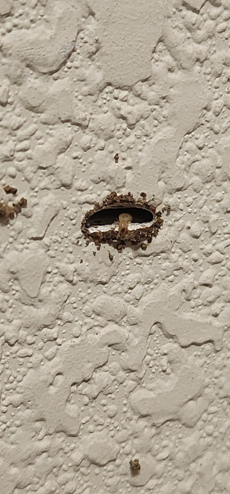 Abertura en una pared texturizada con residuos de termitas