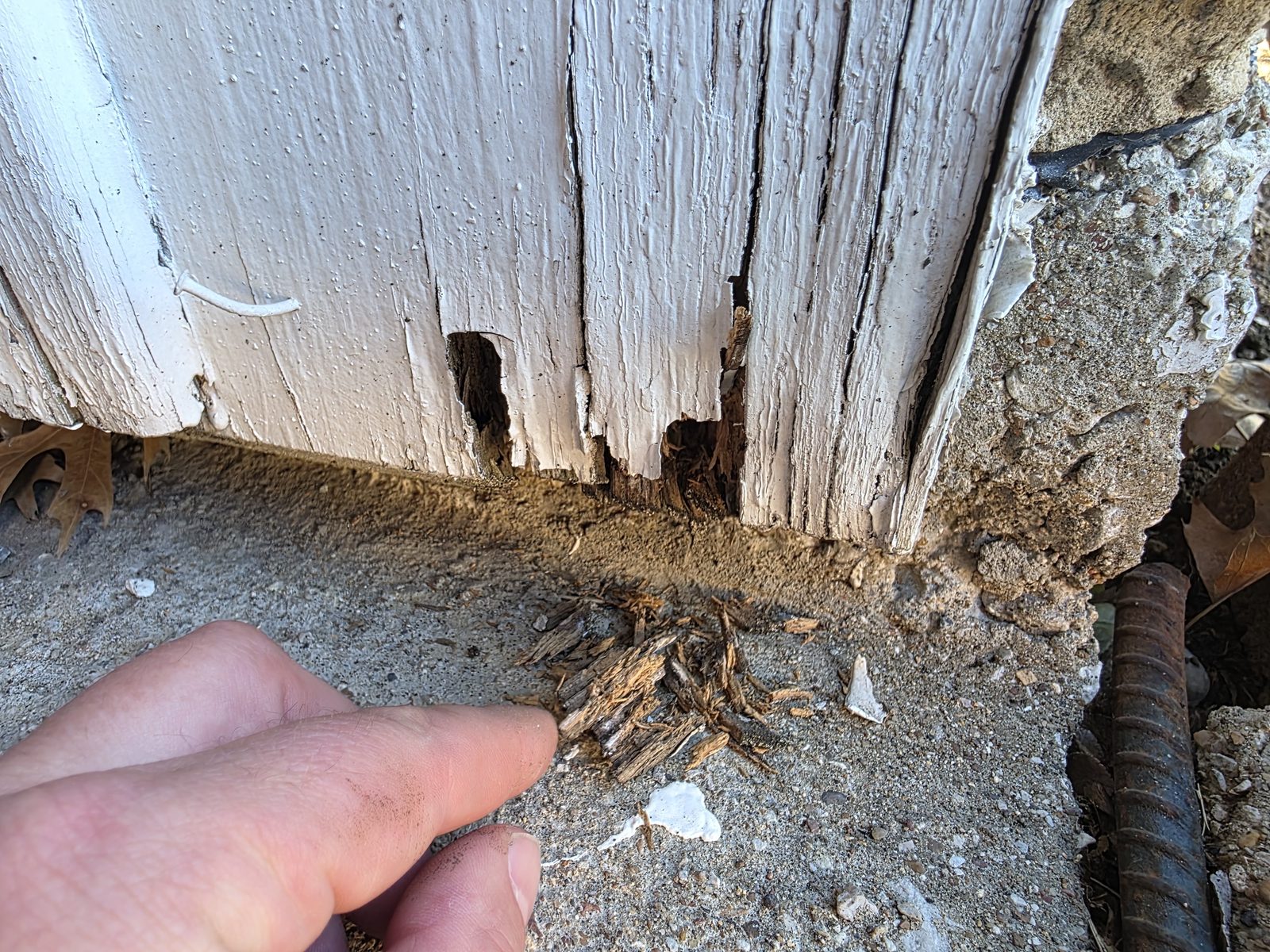 Moldura de madera de una puerta dañada por termitas junto a la losa, con termitas vivas en la punta de un dedo
