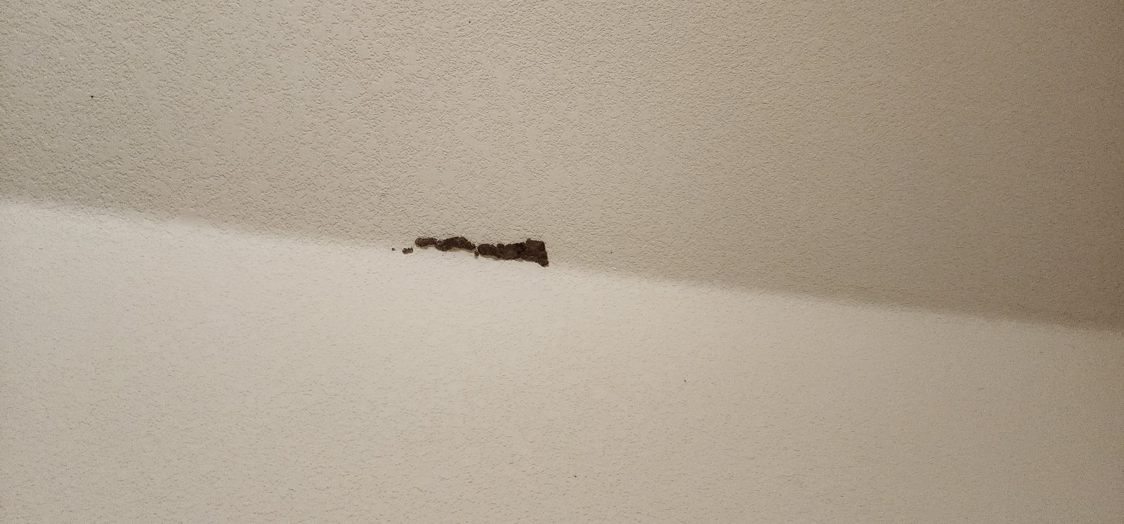Pequeño orificio de salida de termitas en un techo de drywall