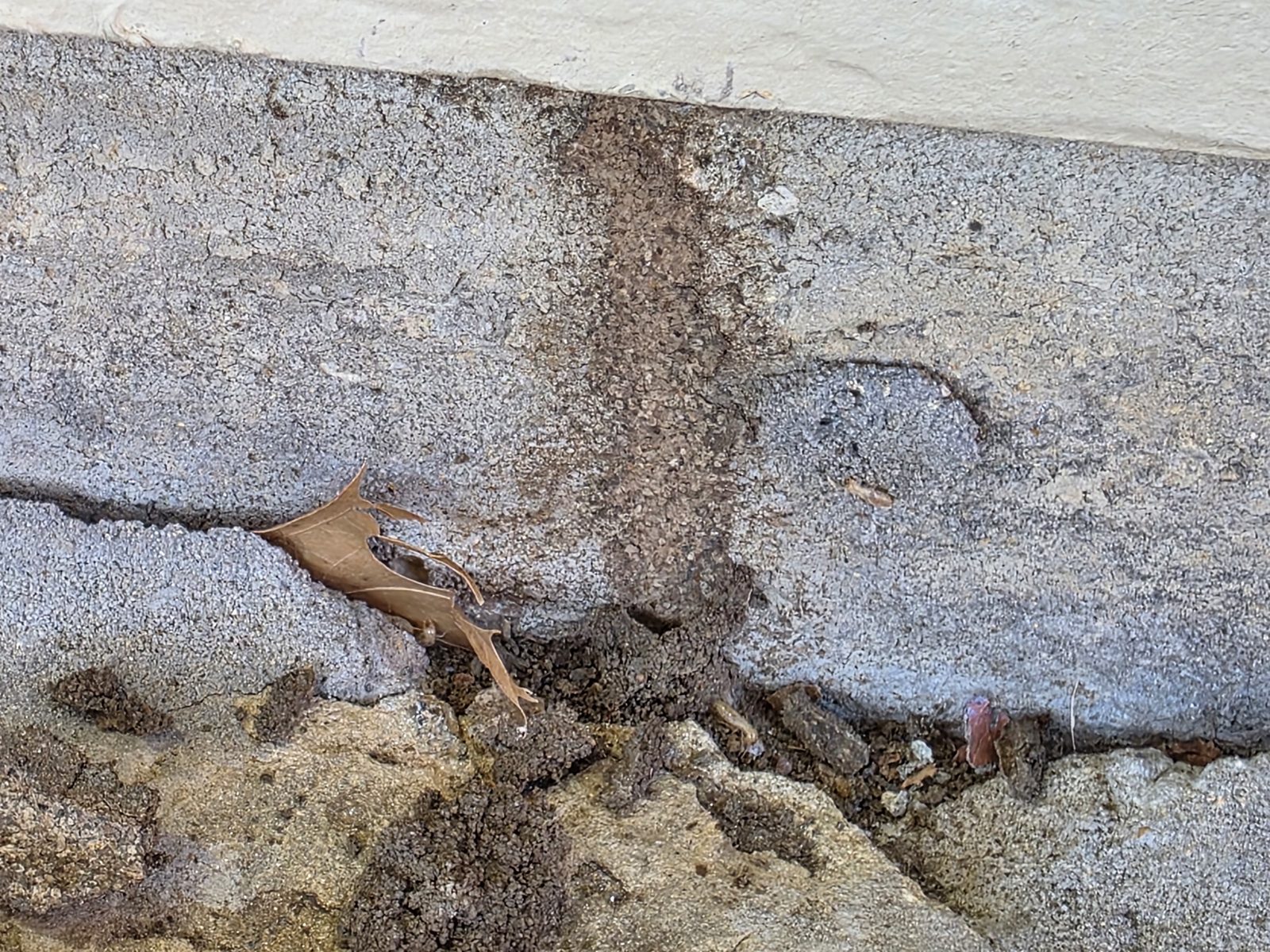 Tubo de lodo de termitas subterráneas subiendo por una losa de cimiento de concreto